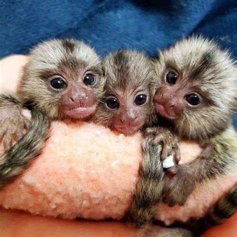 Baby Capuchin Monkeys For Adoption From Florida Usa Marmoset Monkey