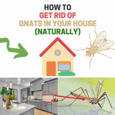 What Causes Gnats In Your Bathroom - Artcomcrea