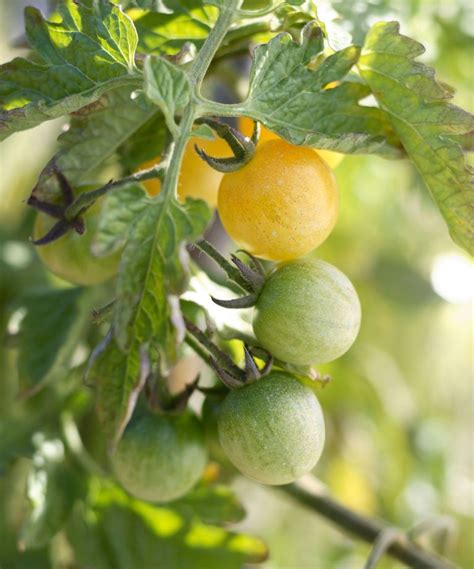 Tomato Blight Treatments The Gardening Experts Swear By Homes And Gardens