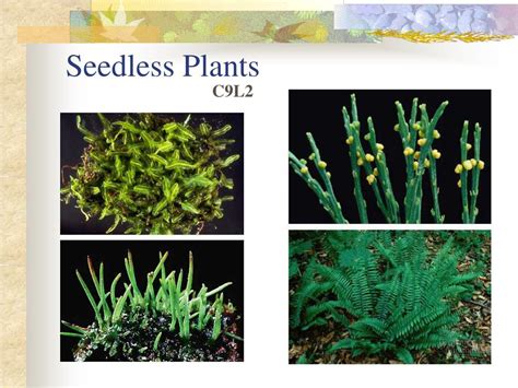 Ppt Seedless Plants Powerpoint Presentation Free Download Id1420843