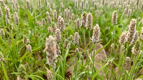 Isabgol Crop Sown In India`s Field Stock Photo Image Of Rural