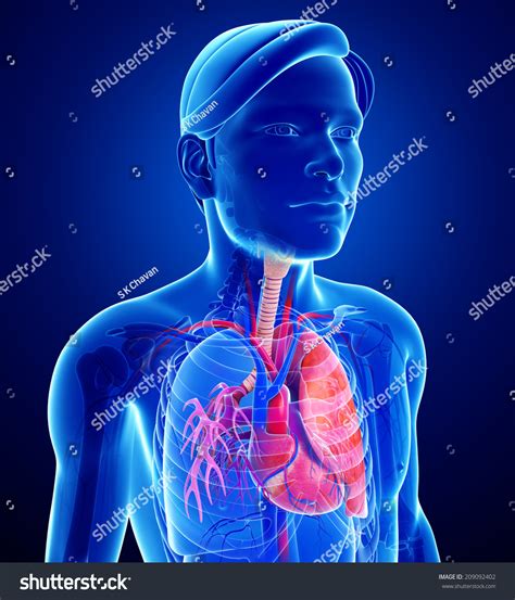 Illustration Male Lungs Anatomy Stock Illustration Shutterstock