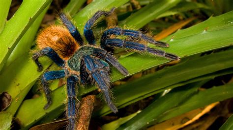 Why So Blue Tarantula A Mystery Gets A New Clue The New York Times