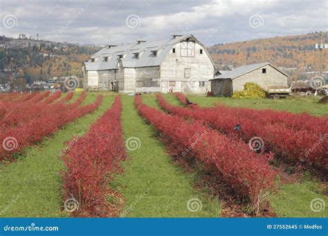 Bright Red Winter Blueberry Bushes Stock Image - Image: 27552645