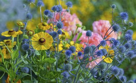 Gut Kombiniert Flachbl Ttriger Mannstreu Blauer Zwerg Eryngium