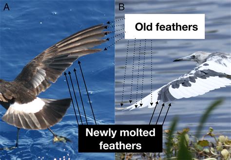 Feather Function And The Evolution Of Birds Terrill 2023, 43% OFF