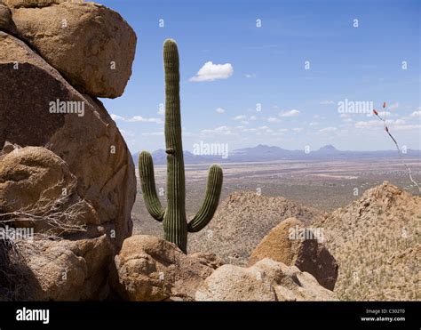 Saguaro cactus - Arizona USA Stock Photo - Alamy