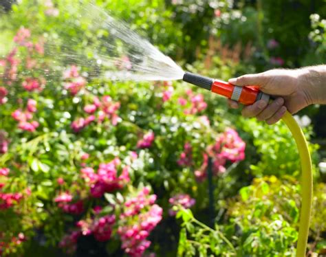 Qual é A Melhor Hora Para Regar Suas Plantas Casa Br