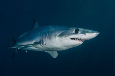 Shark Species In The Canary Islands Dangerous For Vacation