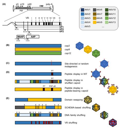 Pathogens Free Full Text Fantastic Aav Gene Therapy Vectors And How