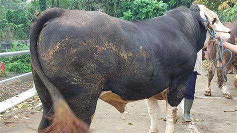 Juta Sapi Jumbo Lereng Merapi Pasar Sapi Boyolali Youtube