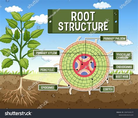 Internal Structure Root Diagram Illustration Stock Vector (Royalty Free ...