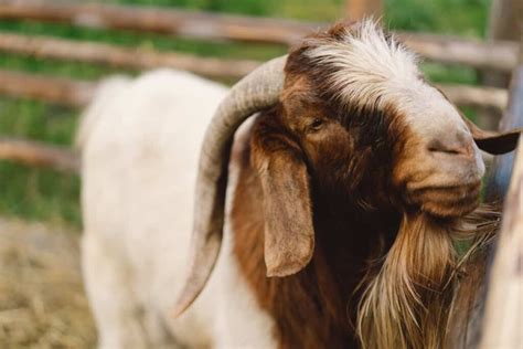 Goat Farming In South Africa A Step By Step Comprehensive Guide For