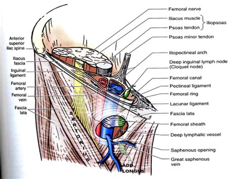 Lower Limb Anatomy The Femoral Triangle