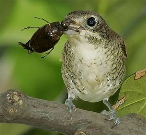 Do Birds Eat Beetles?