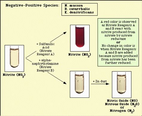 Nitrate Reduction Test Gonorrhea Std Information From Cdc