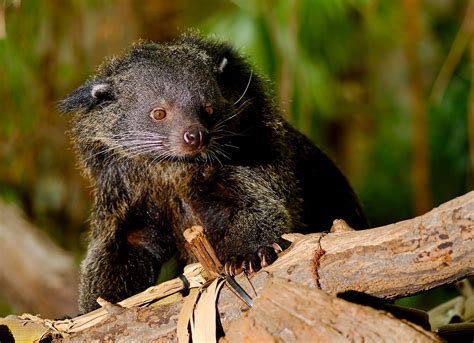 Binturong (Arctictis binturong), | Starmind Conservation