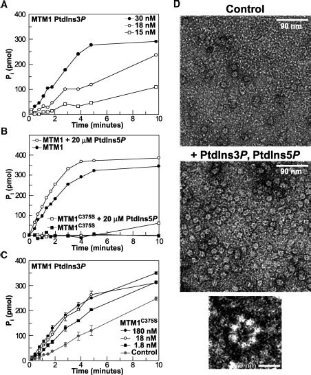 Phosphatidylinositol Phosphate Activation And Conserved Substrate