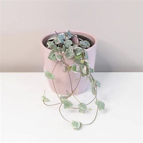 Sv Cn K Ceropegia Woodii Variegata Plantizia Cz