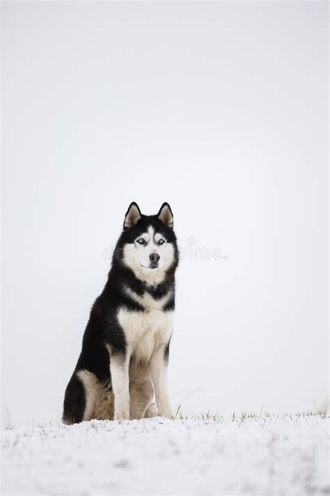 Il Husky Siberiano Favorito In Bianco E Nero Si Siede Nella Neve Portra