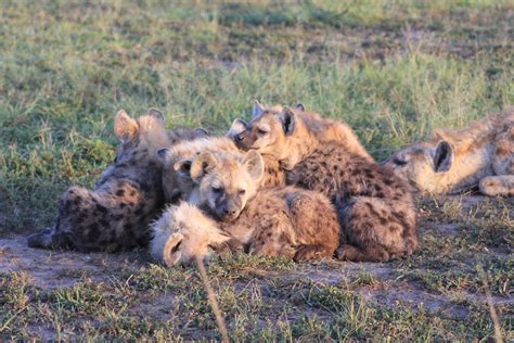 Hyena behavior inside and out - College of Natural Science