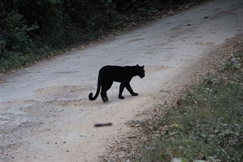 Rare Black Leopard Sighting In Kaeng Krachan National Park Hua Hin