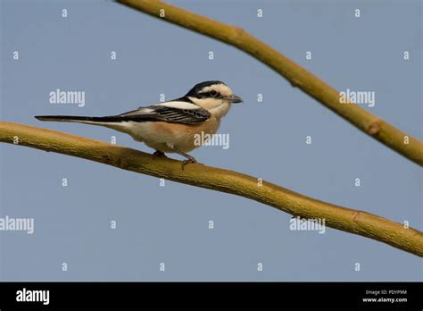 Masked Shrike High Resolution Stock Photography And Images Alamy