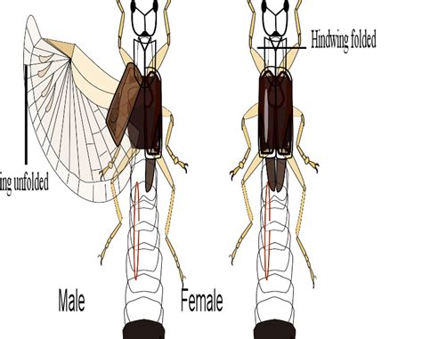 Earwig | Wiki | Everipedia