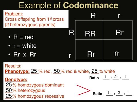 Ppt Understanding Gregor Mendel S Genetics Terms And Laws Powerpoint