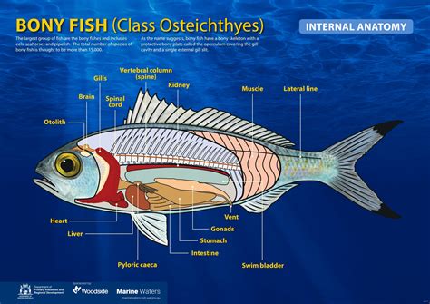 Poster: Bony Fish - Internal Anatomy (simple) • Department of Primary Industries and Regional ...