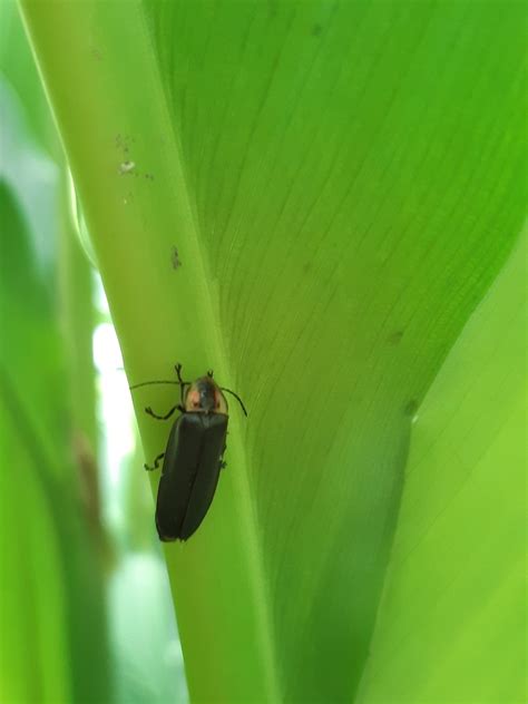 Photinus Extensus From Bosque De Chapultepec Iii Secci N On August