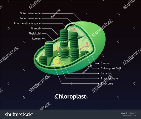 Chloroplast Realistic Cross Section Thylakoids Dna Stock Vector