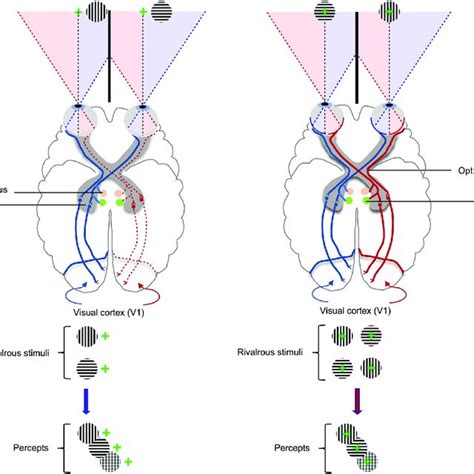 Schematic Of The Visual Pathways During Binocular Rivalry Processing