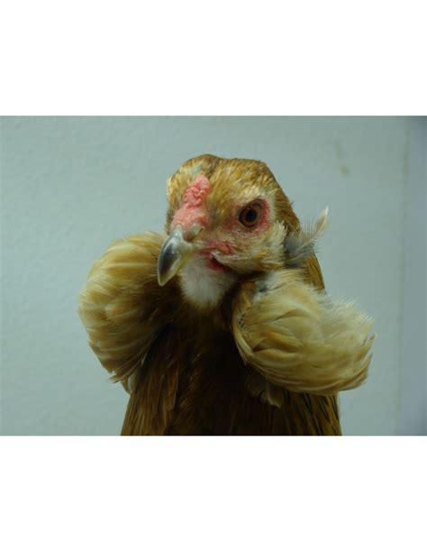 Gallina Araucana