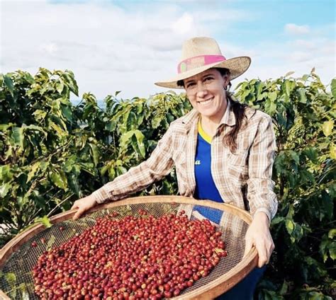 CAFÉ especial do Norte Pioneiro será EXPOSTO no Chile NPDiário