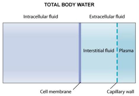 Body Fluid Compartments Flashcards Quizlet