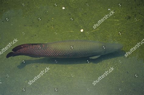 Arapaima Arapaima Gigas Captive Thailand Asia Editorial Stock Photo