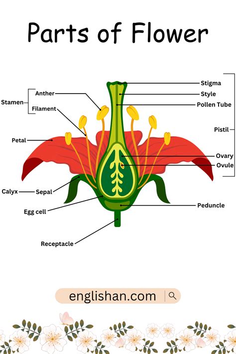 Parts Of Flower With Types And Functions • Englishan