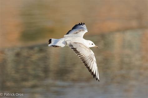 Mouette rieuse Chaussée du Bazacle Patrick Oros Flickr