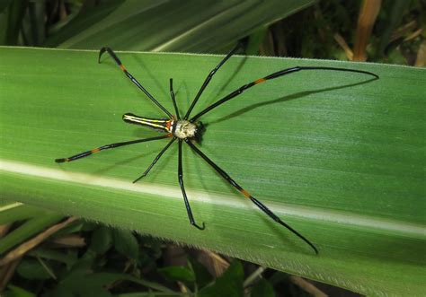 Giant Golden Orbweaver Nephila Pilipes Bali Wildlife