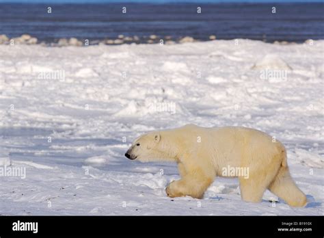 Polar Bear Ursus Maritimus On The Icy Fringes Of Hudson Bay