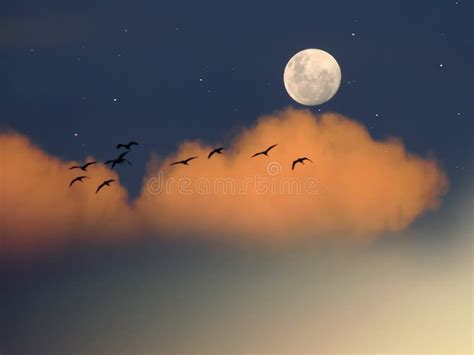 Full Moon Birds Flystars And Moon On Night Starry Sky With Clouds