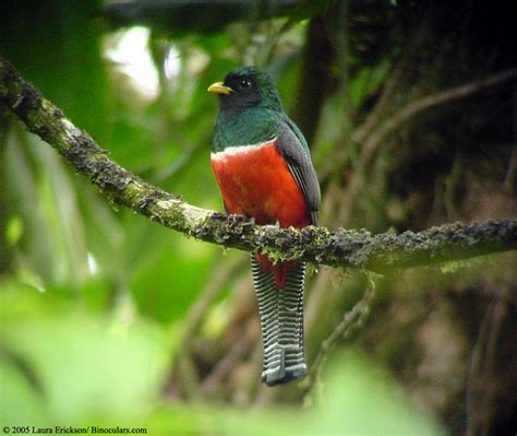 Laura's Collared Trogon photos