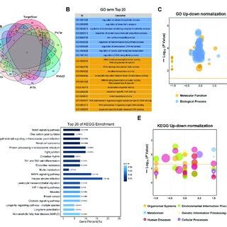 Go Enrichment And Kegg Analyses For Predicted Target Genes Of