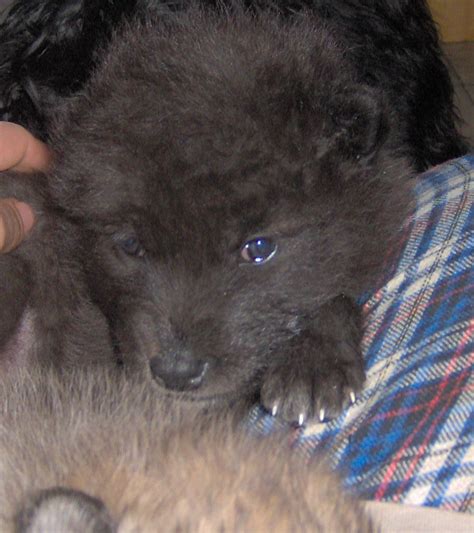 Alexander Archipelago Wolf Pups