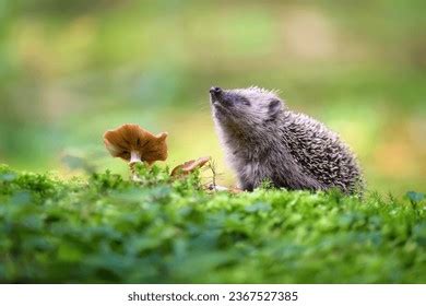 Hedgehog Hibernating Leaves Photos and Images | Shutterstock