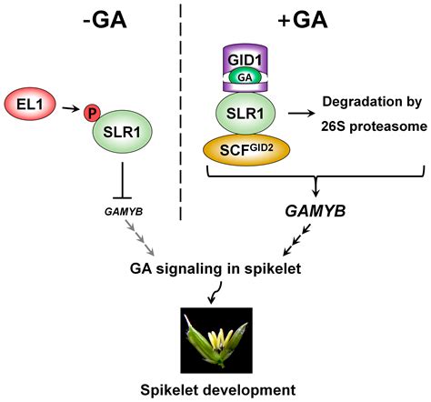 Ijms Free Full Text Gibberellic Acid A Key Phytohormone For