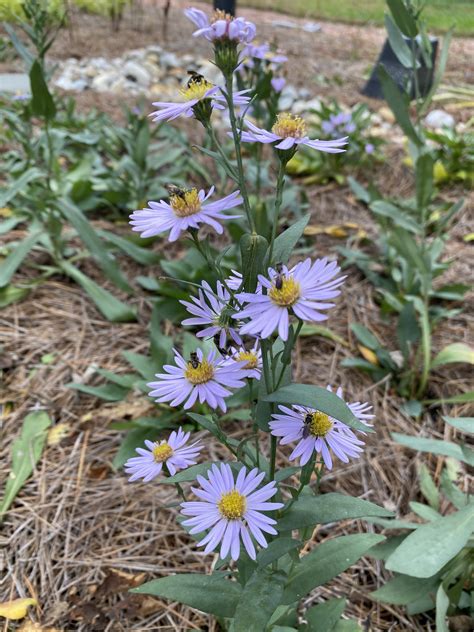 Smooth Aster (Symphyotrichum laeve)