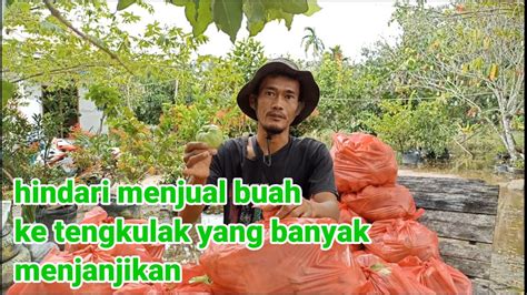 Tips Menjual Hasil Panen Jambu Kristal Ke Reseler Tengkulak Youtube