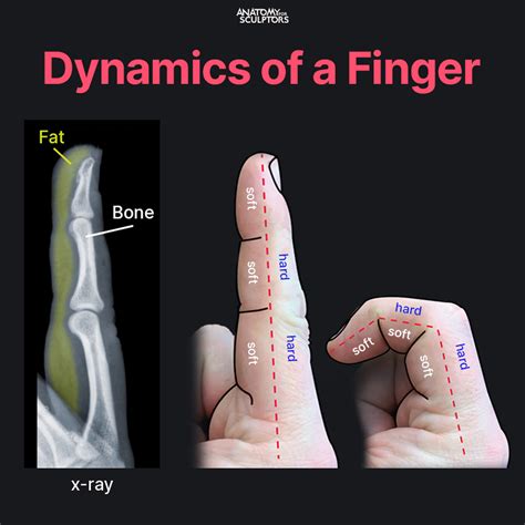 Anatomy For Sculptors - Dynamics of a finger